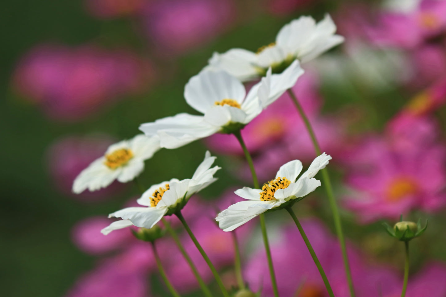 Cosmos