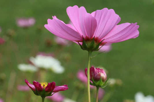 Macro pink cosmos