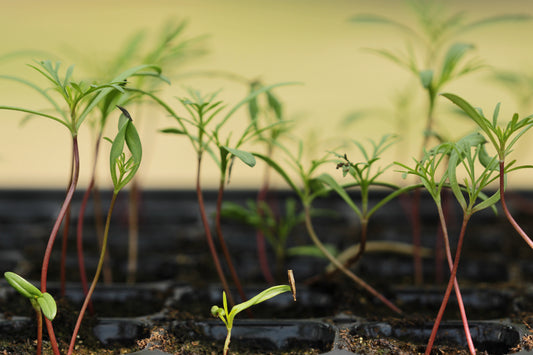 Cosmos seedlings