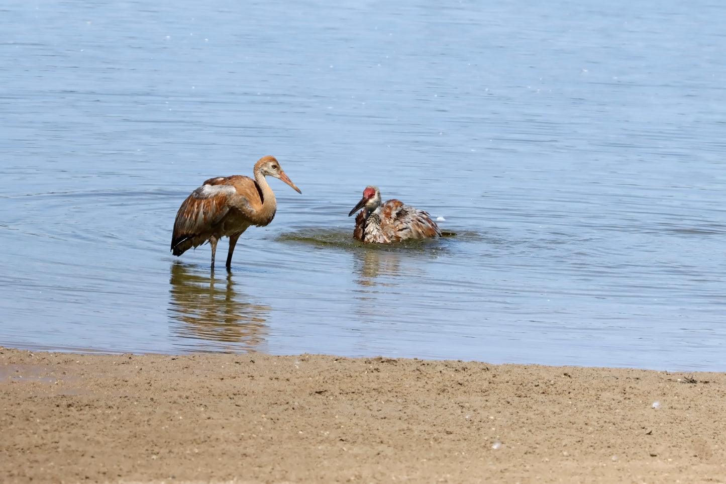 Sandhill cranes bathing behavior