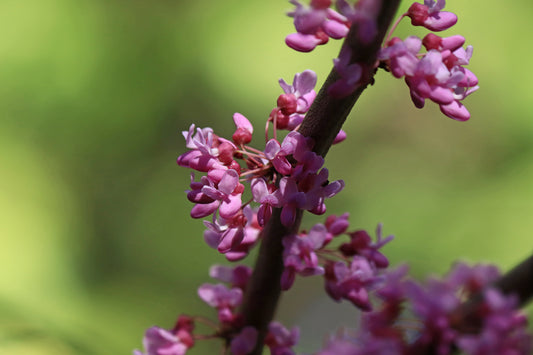 Eastern redbuds