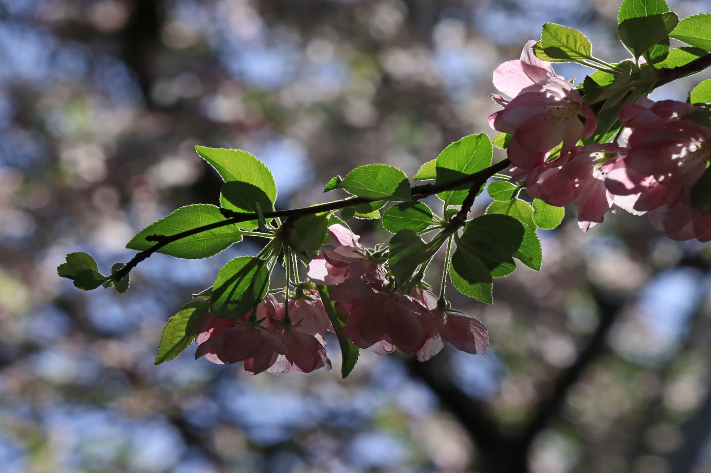 Chinese crabapple