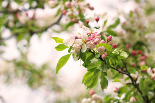 Crabapple blossoms