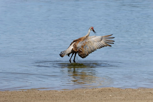 Sandhill crane bathing