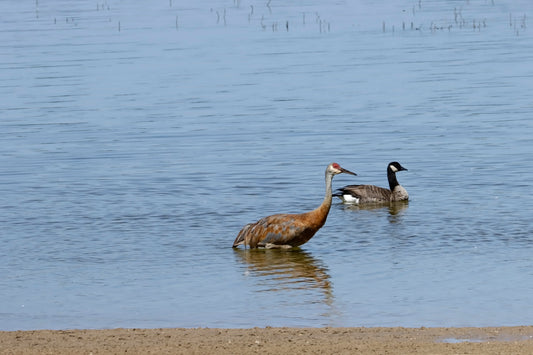 Sandhill crane and goose swimming