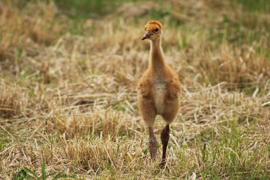 Crane chick