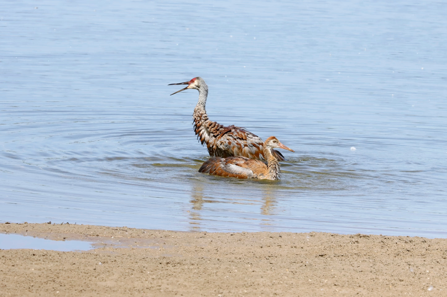 Two cranes bathing