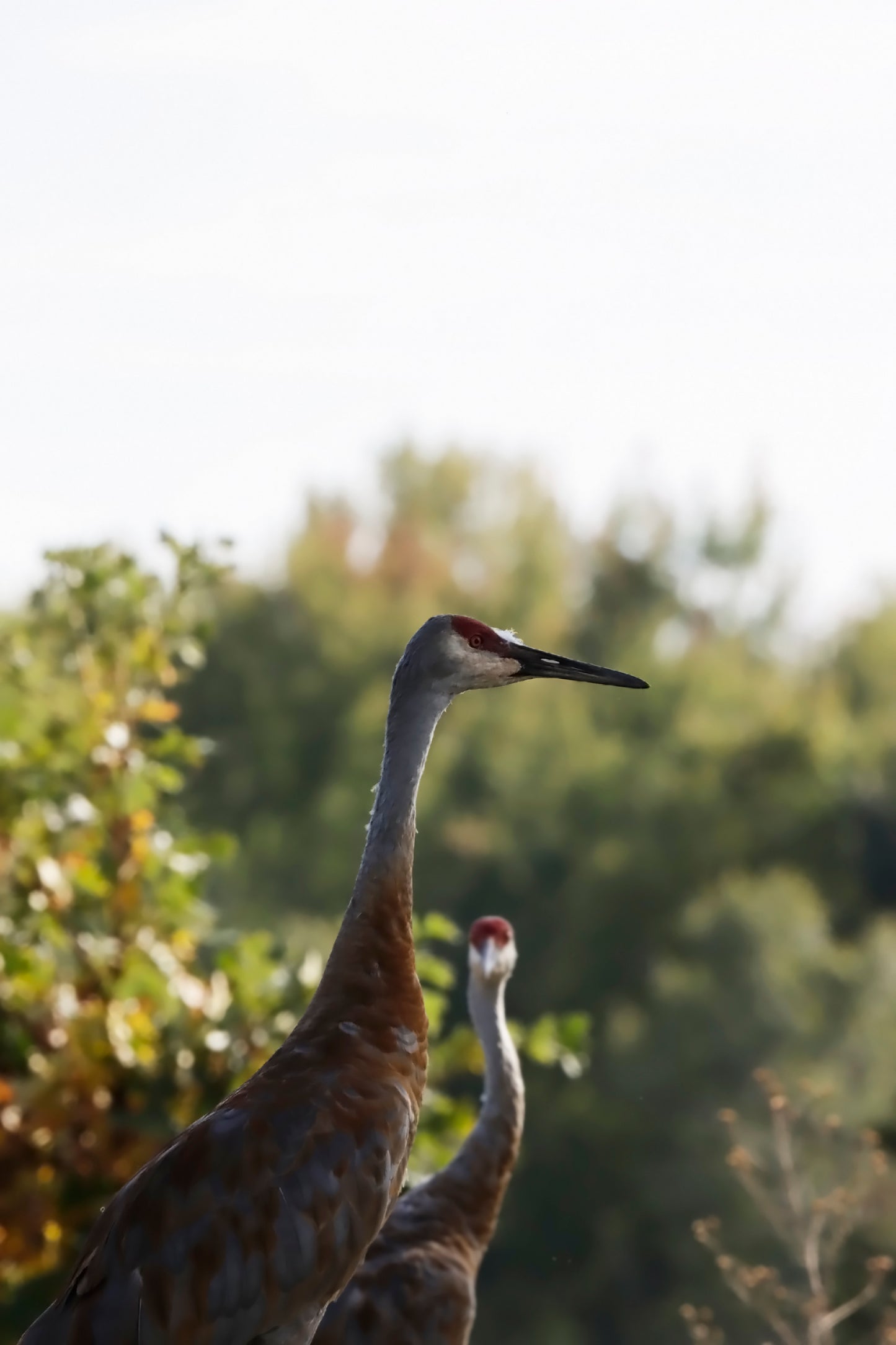 Crane family