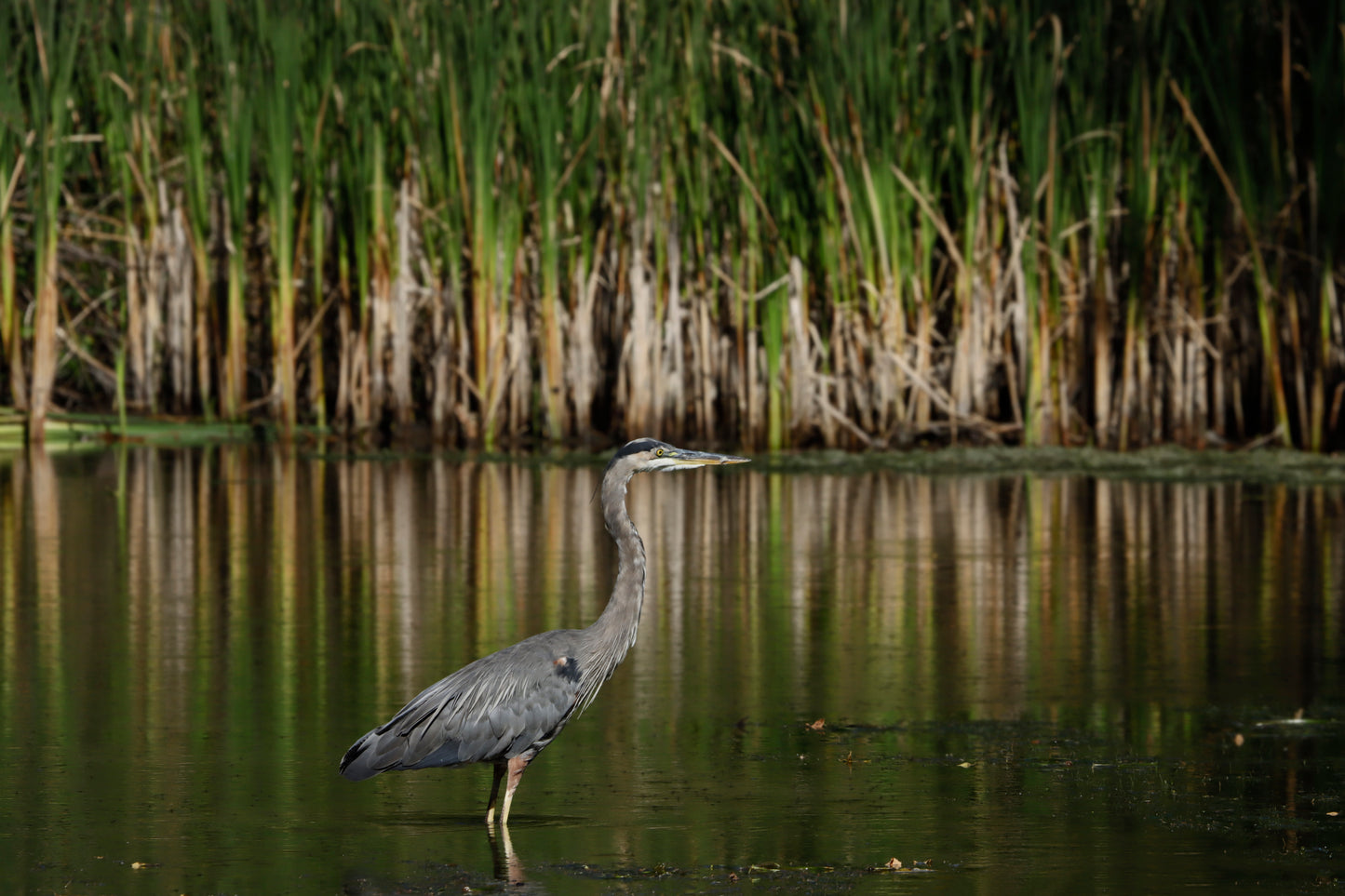 Blue heron