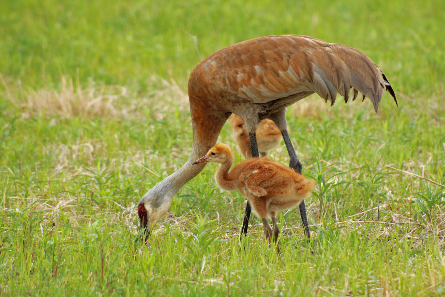 Crane family