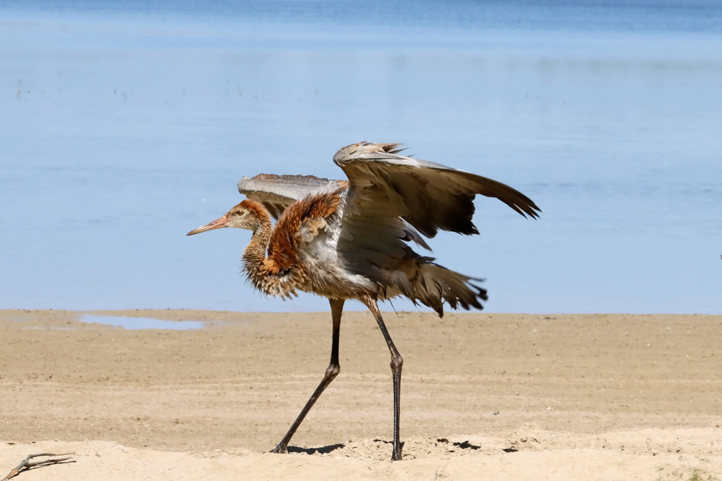 Sandhill crane bathing and preening behavior