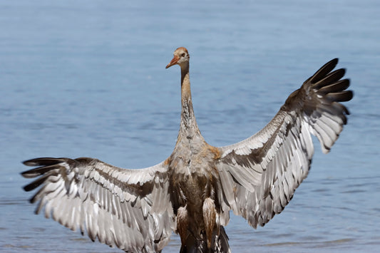 Crane in pose