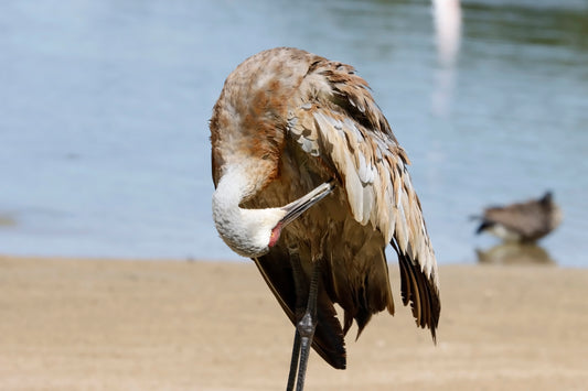 Crane preening