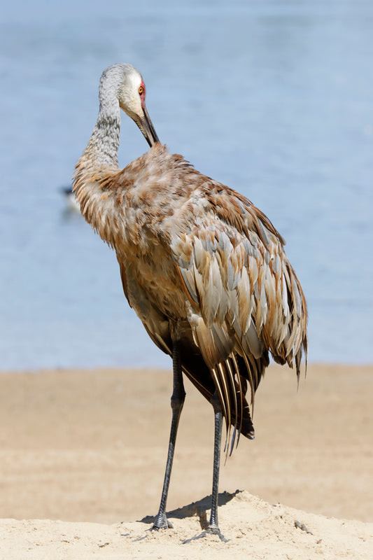 Crane preening