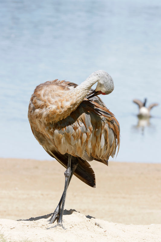 Crane preening