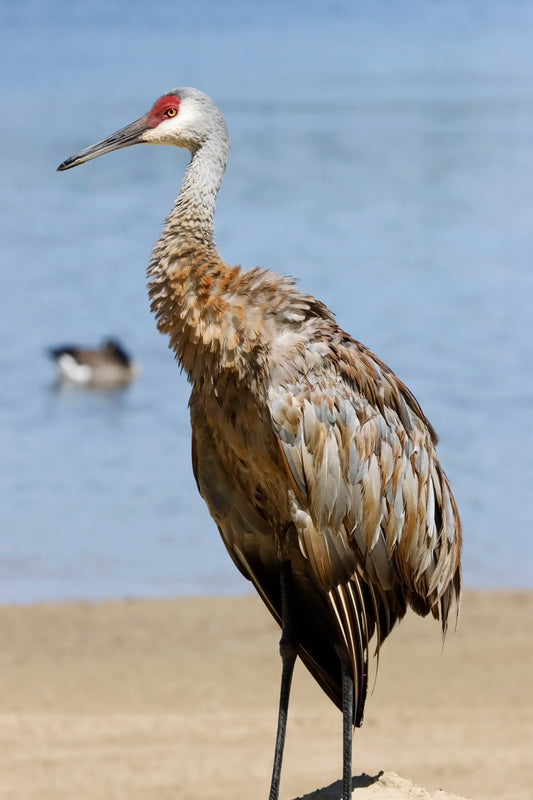 Crane profile