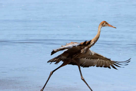 Crane running