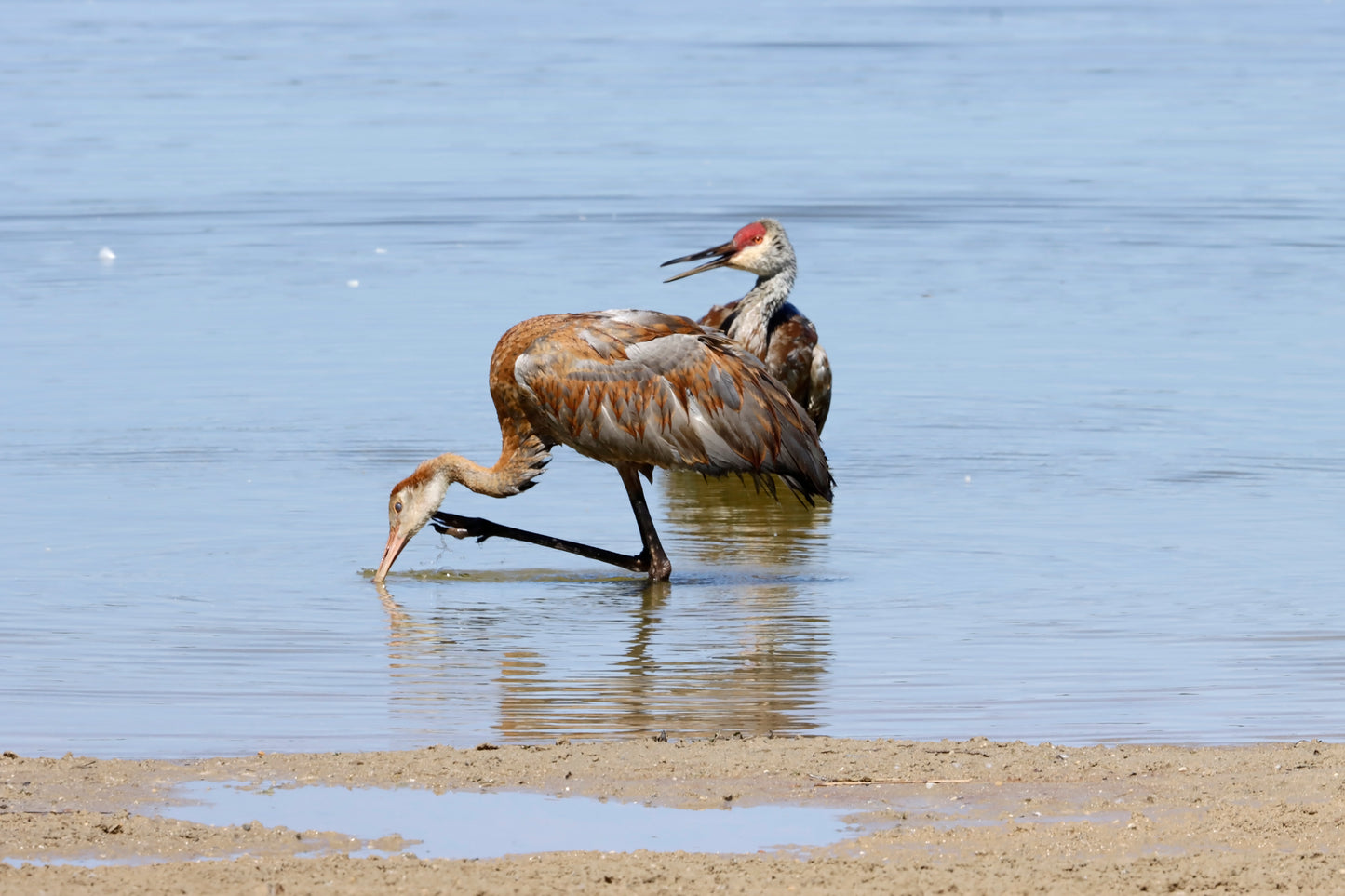 Crane bathing