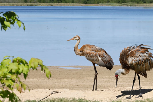 Cranes  on the beach