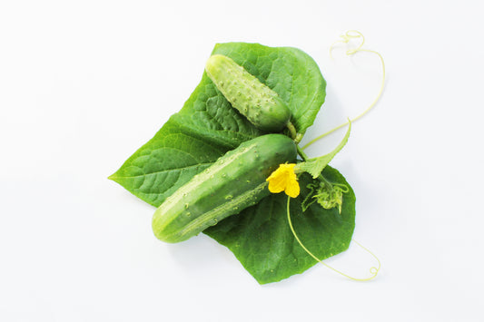 Cucumber plant and fruit