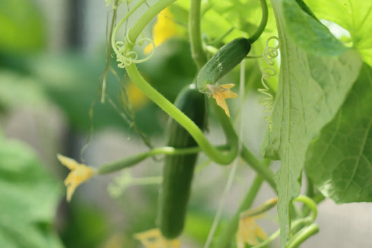 Cucumbers growing on the vine