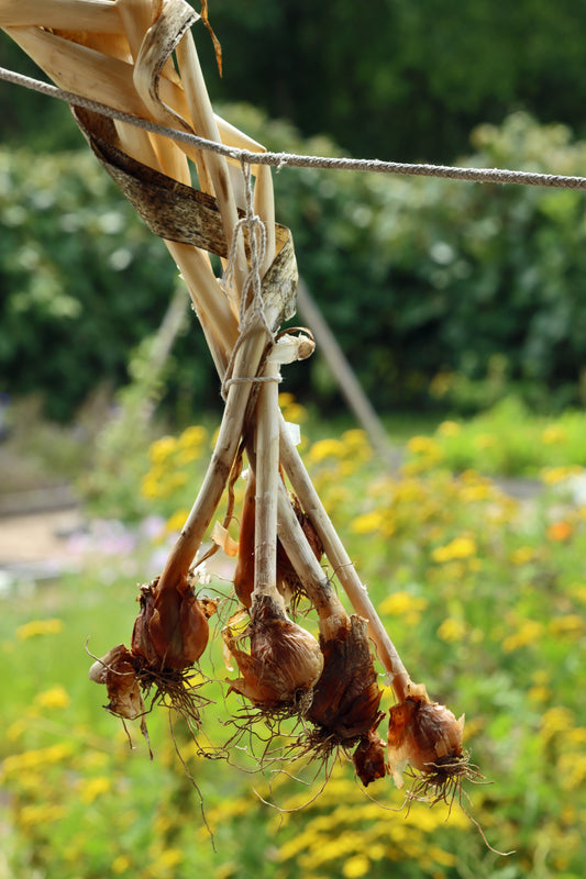 Curing onions