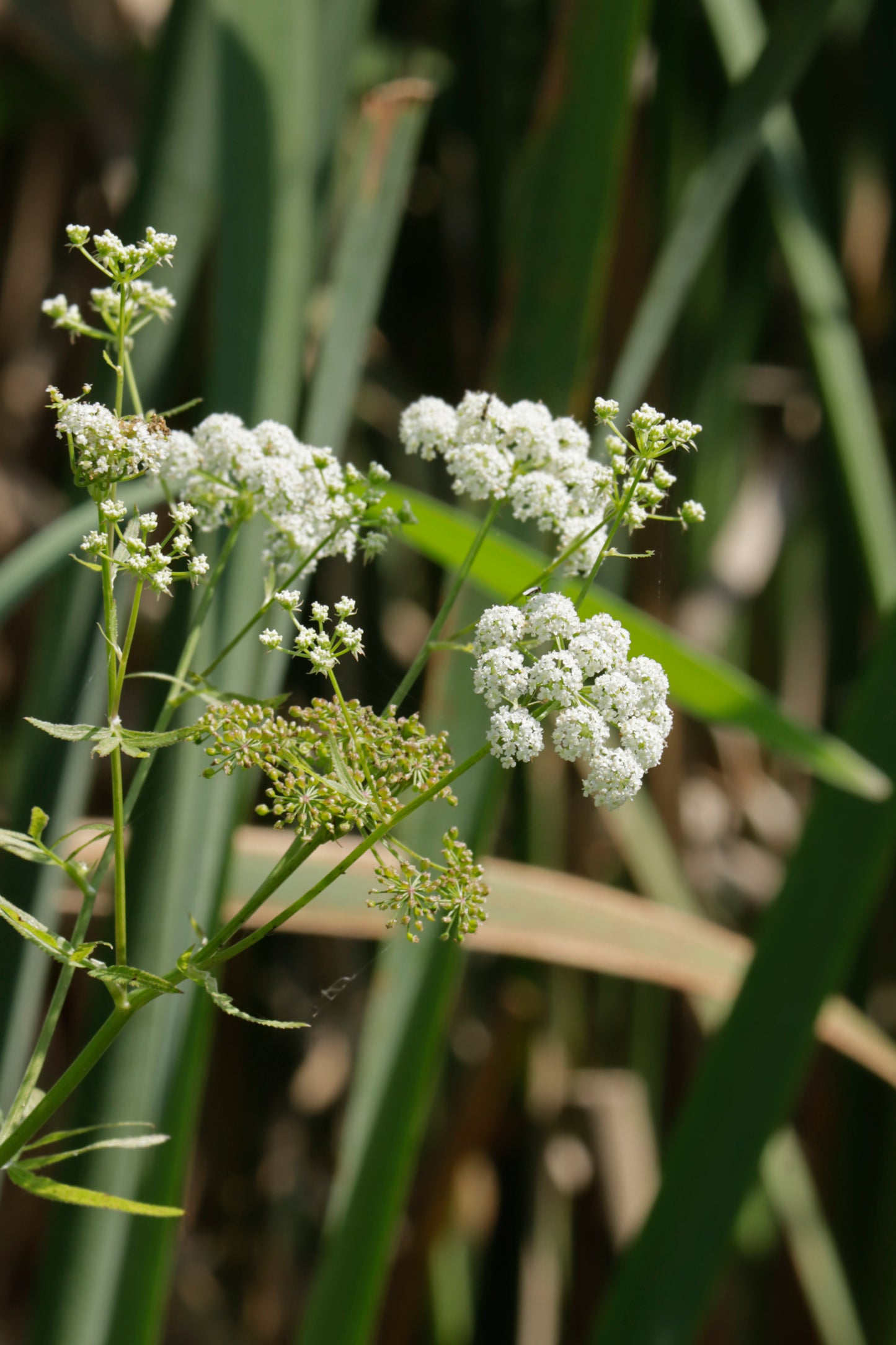 Cutleaf water parsnip