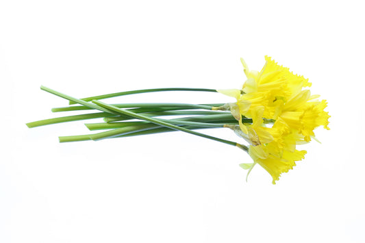 Daffodil bouquet