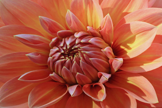 Macro dahlia