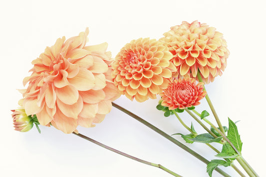 Dahlia bouquet