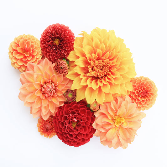 Dahlias