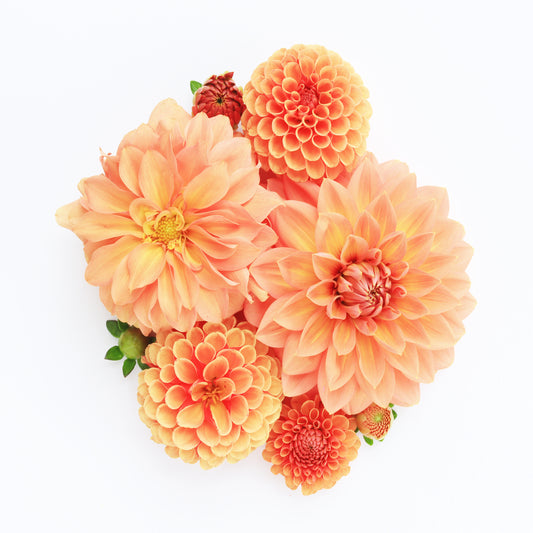 Dahlias