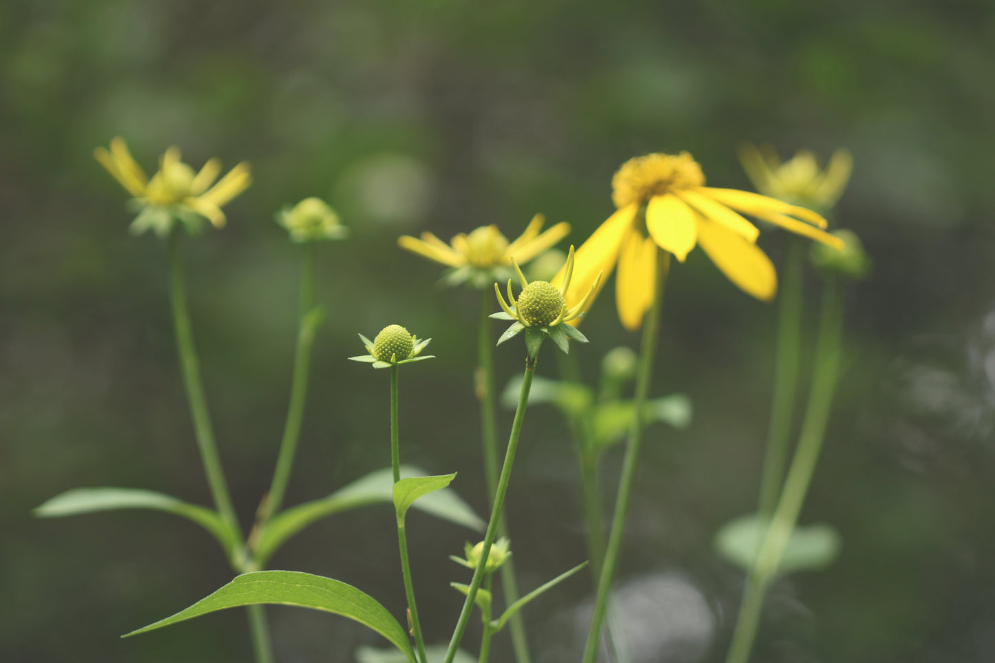 False sunflower