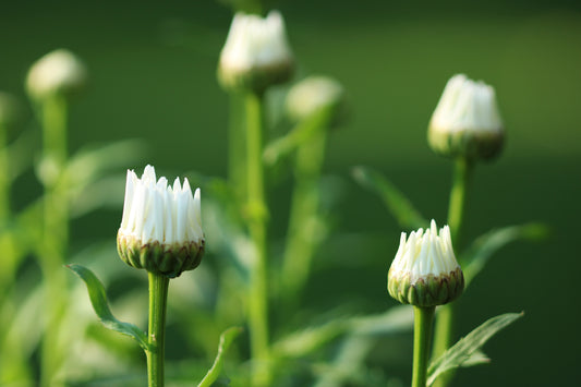 Daisy Buds