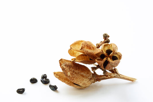 Day lily pod and seeds