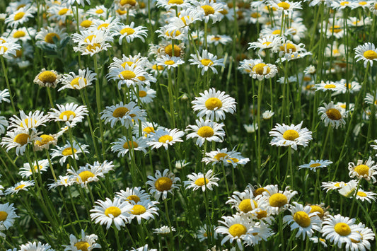 Daisy meadow