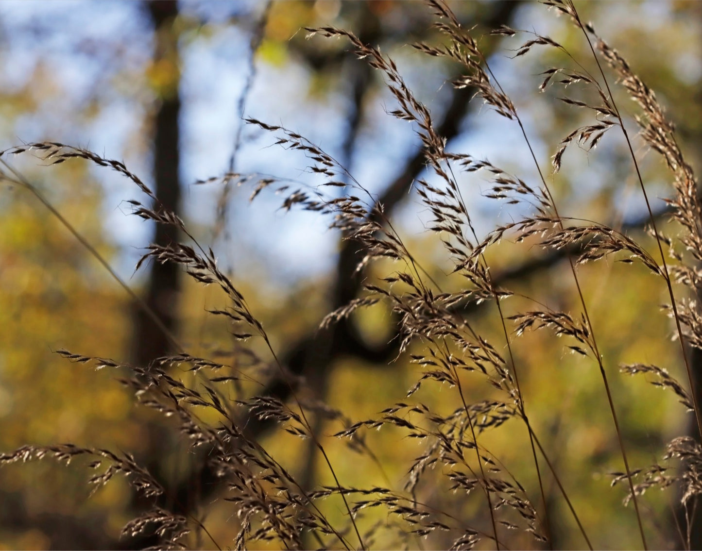 Autumns flourish