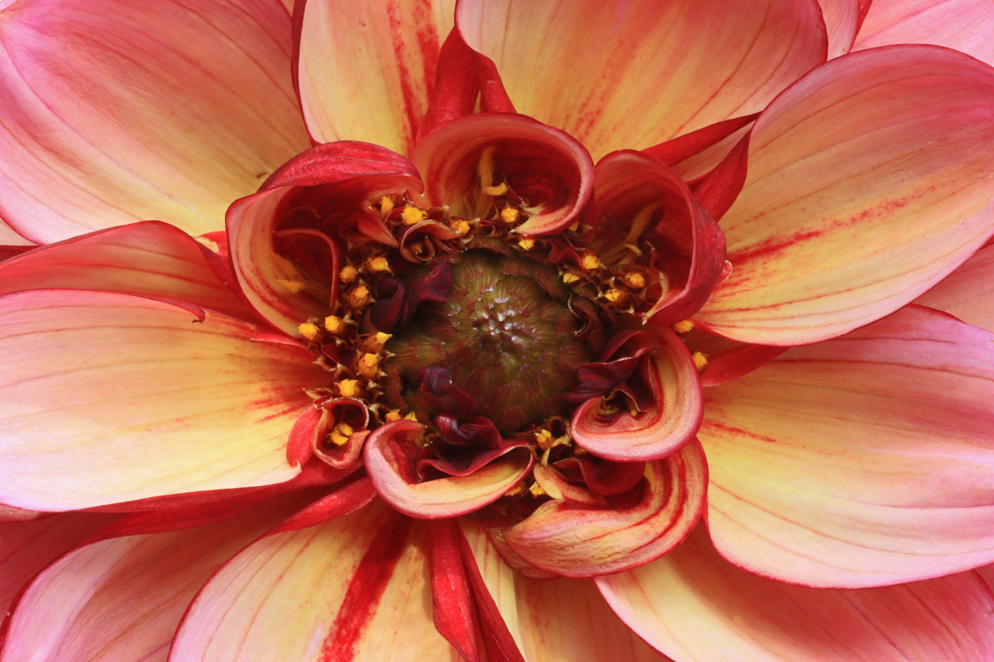 Macro Dahlia 1