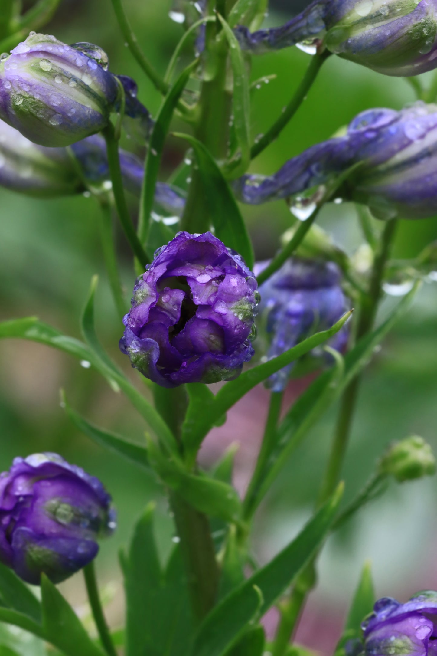 Delphinium budding in the rain