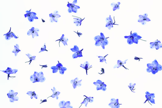 Delphinium background