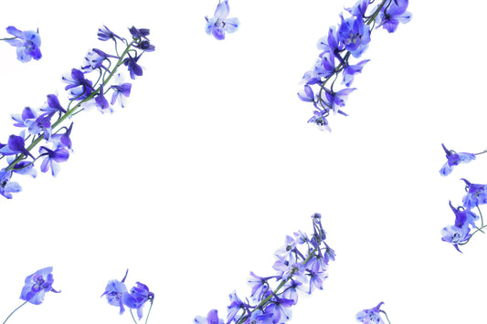 Delphinium background