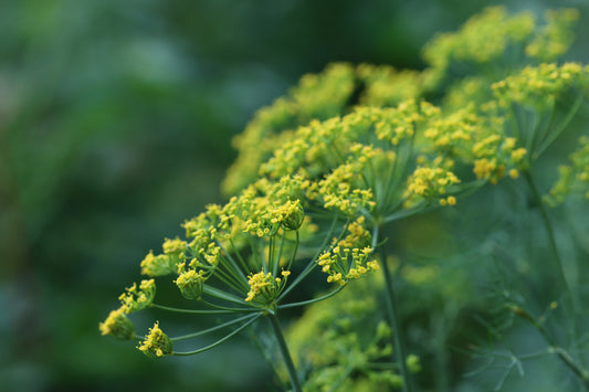 Garden dill