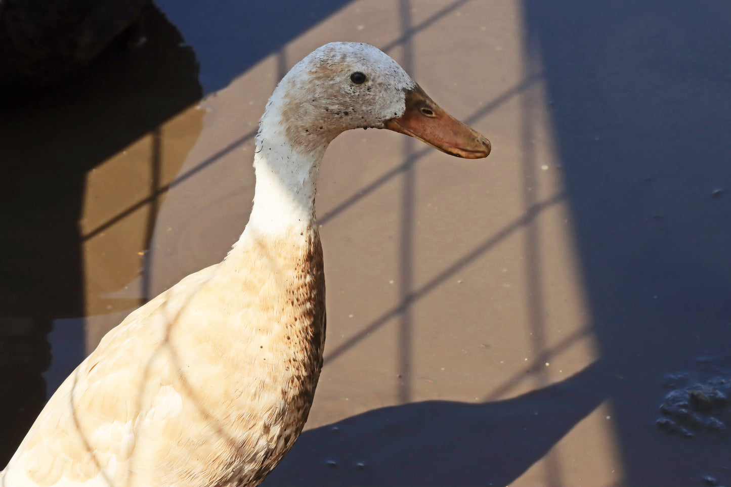 Duck in the mud