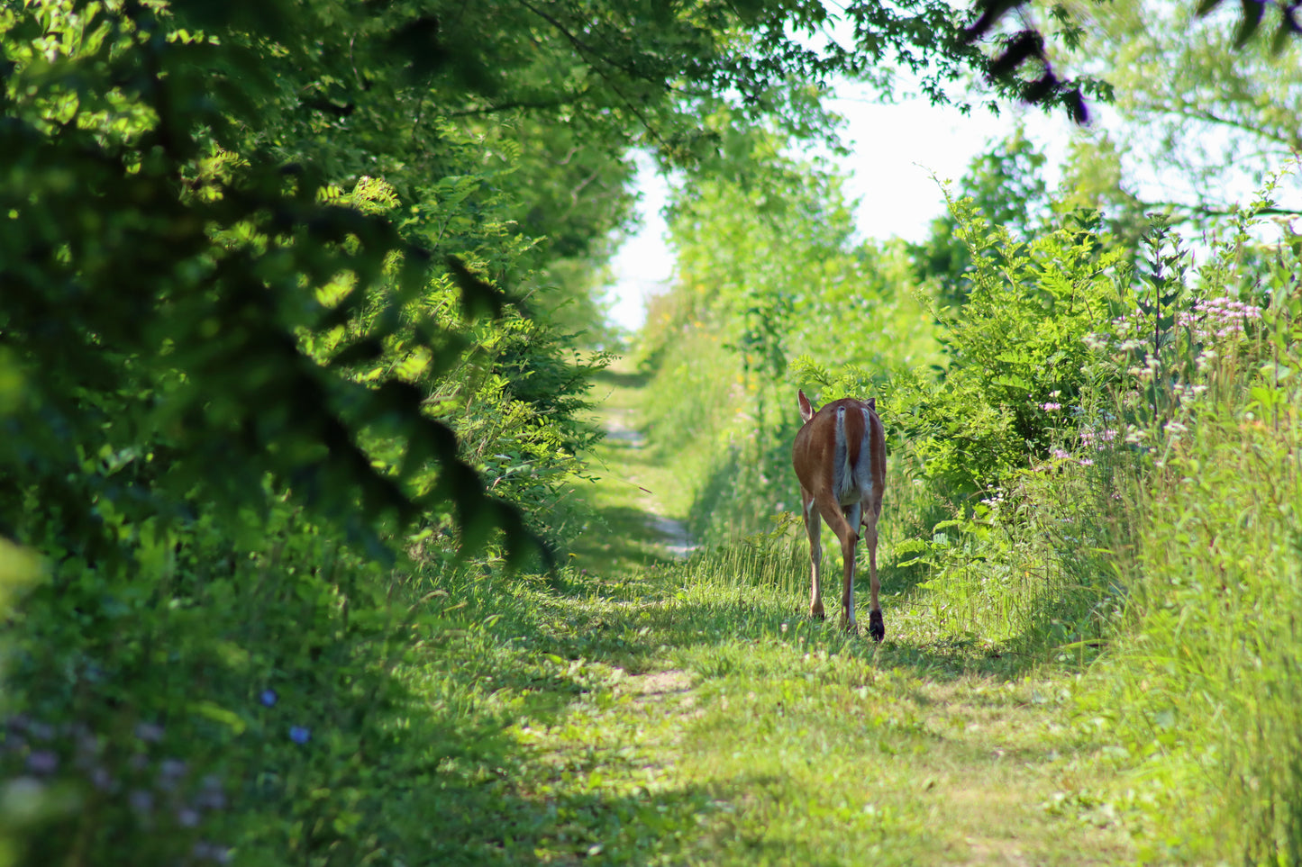 Doe walking