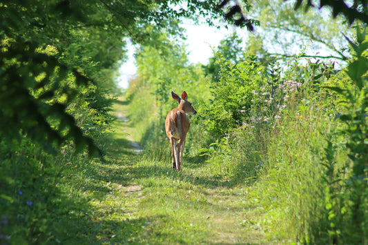 Doe walking into the meadow