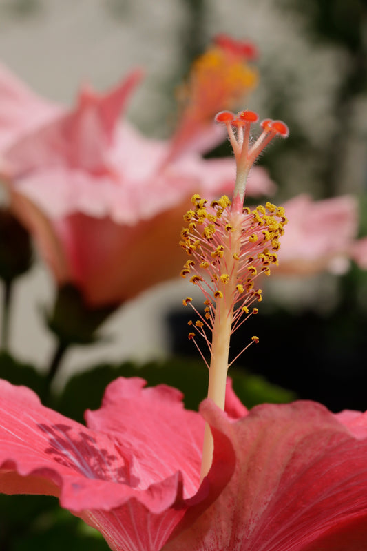 Double Pink Hibiscus