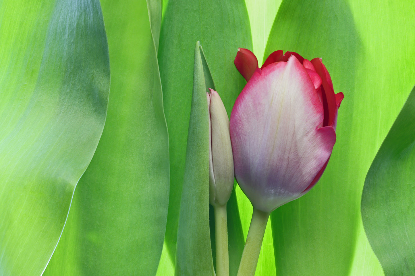 Tulips in the grass