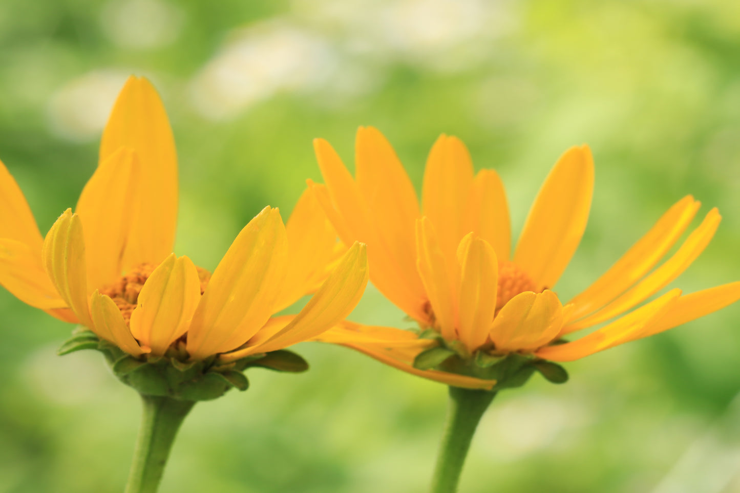 Double false sunflowers