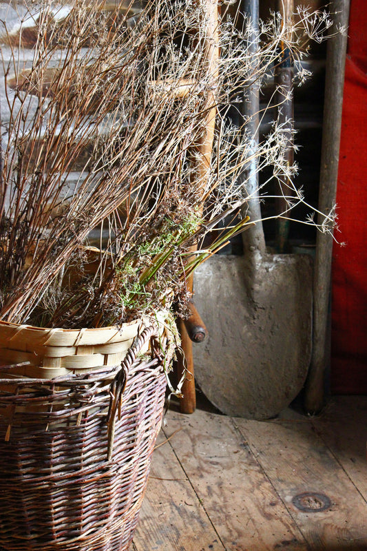 Dried plants