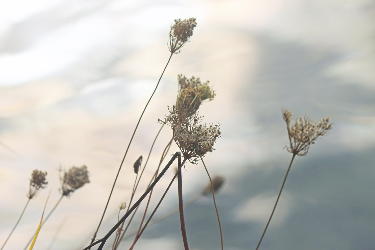 Queen Anne's Lace